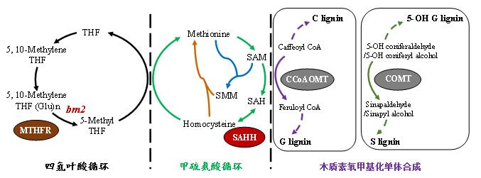 香港宝典正版资料