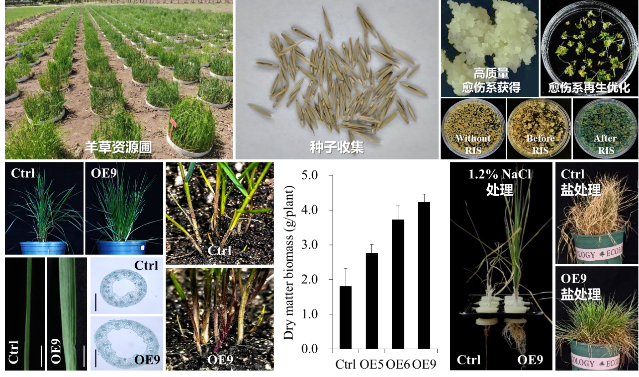 香港宝典正版资料