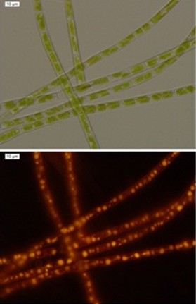 香港宝典正版资料