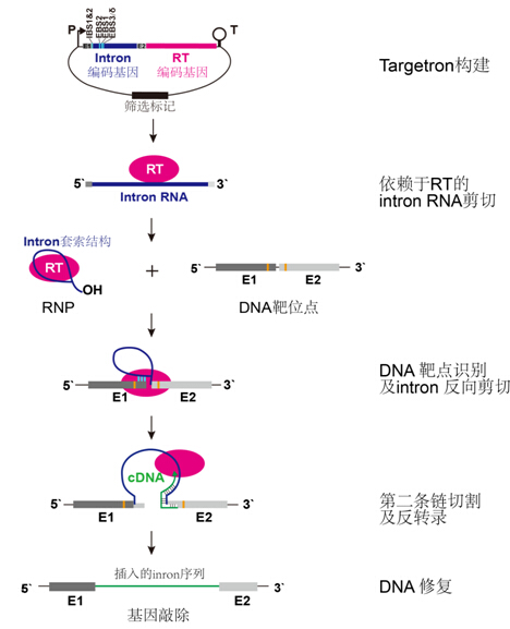 香港宝典正版资料